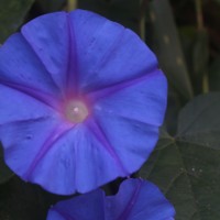 Ipomoea indica (Burm.) Merr.